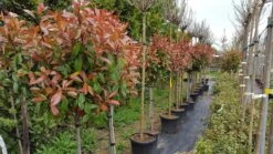 Glansmispel Op Stam (Photinia Fraseri 'Red Robin') -Groene Pracht photinia