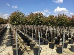 Glansmispel Op Stam (Photinia Fraseri 'Red Robin') -Groene Pracht photinia 120 140cm stam