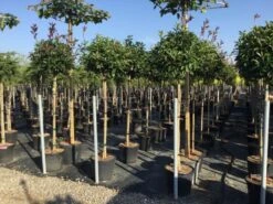 Glansmispel Op Stam (Photinia Fraseri 'Red Robin') -Groene Pracht photinia 120 140cm stam 2