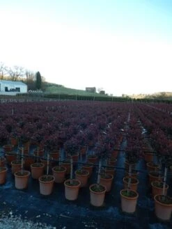 Glansmispel Op Stam (Photinia Fraseri 'Carré Rouge') 9 Glansmispel Op Stam (Photinia Fraseri 'Carré Rouge') -Groene Pracht photinia carre rouge