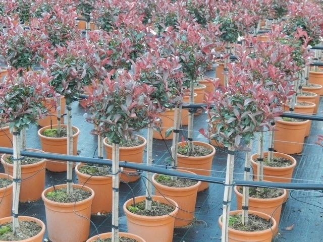 Glansmispel Op Stam (Photinia Fraseri 'Carré Rouge') 3 Glansmispel Op Stam (Photinia Fraseri 'Carré Rouge')