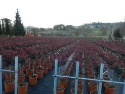 Glansmispel Op Stam (Photinia Fraseri 'Carré Rouge') 8 Glansmispel Op Stam (Photinia Fraseri 'Carré Rouge') -Groene Pracht photinia carre rouge 3