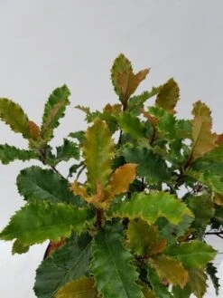 Glansmispel (Photinia Serratifolia ‘Crunchy’) 10 Glansmispel (Photinia Serratifolia ‘Crunchy’) -Groene Pracht photinia fraseri crunchy week 22 detail 1600x1200