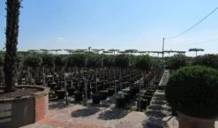 Glansmispel Op Stam (Photinia Fraseri 'Little Red Robin') 9 Glansmispel Op Stam (Photinia Fraseri 'Little Red Robin') -Groene Pracht photinia fraseri little red robin halfstam