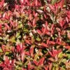 Glansmispel (Photinia Fraseri 'Mandarino') 2 Glansmispel (Photinia Fraseri 'Mandarino') -Groene Pracht photinia fraseri mandarino
