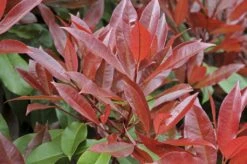 Glansmispel Halfstam Als Leiboom (Photinia Fraseri 'Red Robin') 8 Glansmispel Halfstam Als Leiboom (Photinia Fraseri 'Red Robin') -Groene Pracht photinia fraseri red robin01