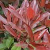 Glansmispel Als Boom (Photinia Fraseri 'Red Robin') 1 Glansmispel Als Boom (Photinia Fraseri 'Red Robin') -Groene Pracht photinia fraseri red robin01 2