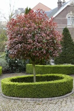 Glansmispel Als Boom (Photinia Fraseri 'Red Robin') -Groene Pracht photinia fraseri red robin02