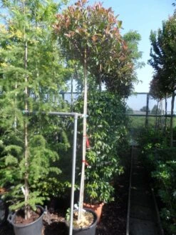 Glansmispel Als Boom (Photinia Fraseri 'Red Robin') -Groene Pracht photinia fraseri red robin 10 12ho cont