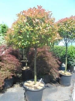 Glansmispel Op Stam (Photinia Fraseri 'Red Robin') -Groene Pracht photinia fraseri red robin 100 120stam c110 extra
