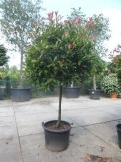Glansmispel Op Stam (Photinia Fraseri 'Red Robin') -Groene Pracht photinia fraseri red robin 100stam c160 solitair