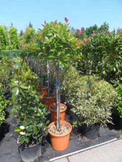 Glansmispel Op Stam (Photinia Fraseri 'Red Robin') -Groene Pracht photinia fraseri red robin 100stam c20