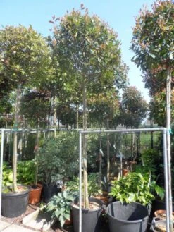 Glansmispel Als Boom (Photinia Fraseri 'Red Robin') -Groene Pracht photinia fraseri red robin 12 14 16ho cont