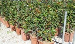 Glansmispel Als Leivorm (Photinia Fraseri 'Red Robin') 11 Glansmispel Als Leivorm (Photinia Fraseri 'Red Robin') -Groene Pracht photinia fraseri red robin 52x110 leivorm 2 1