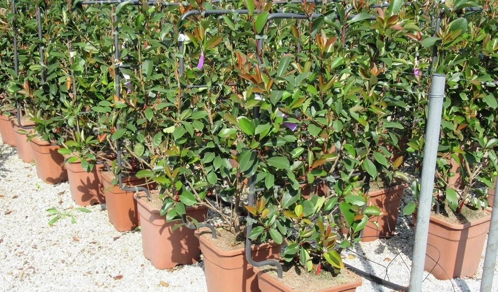 Glansmispel Als Leivorm (Photinia Fraseri 'Red Robin') 5 Glansmispel Als Leivorm (Photinia Fraseri 'Red Robin') - Afbeelding 3