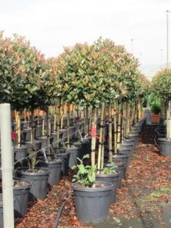 Glansmispel Op Stam (Photinia Fraseri 'Red Robin') -Groene Pracht photinia fraseri red robin halfstam 6