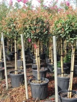 Glansmispel Op Stam (Photinia Fraseri 'Red Robin') -Groene Pracht photinia fraseri red robin halfstam 7