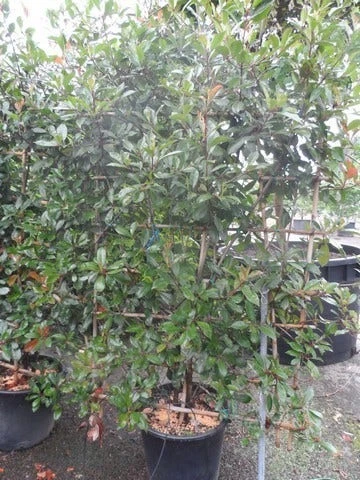 Glansmispel Als Leivorm (Photinia Fraseri 'Red Robin') 4 Glansmispel Als Leivorm (Photinia Fraseri 'Red Robin') - Afbeelding 2