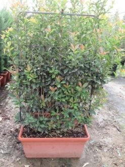 Glansmispel Als Leivorm (Photinia Fraseri 'Red Robin') 12 Glansmispel Als Leivorm (Photinia Fraseri 'Red Robin') -Groene Pracht photinia fraseri red robin leivorm 80x120 1