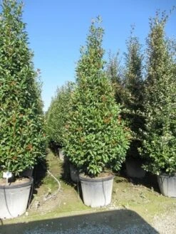 Glansmispel, Pyramide (Photinia Fraseri 'Red Robin' ) -Groene Pracht photinia fraseri red robin piramide