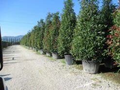 Glansmispel, Pyramide (Photinia Fraseri 'Red Robin' ) -Groene Pracht photinia fraseri red robin piramide 2