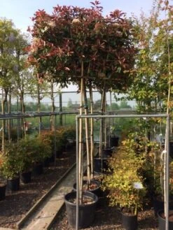 Glansmispel Als Leiboom (Photinia Fraseri 'Red Robin') -Groene Pracht photinia lei 10 12cm