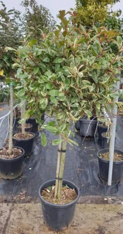 Glansmispel Op Stam (Photinia Fraseri 'Pink Marble')