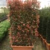 Glansmispel Meeneemhaag (Photinia Fraseri 'Red Robin') 1 Glansmispel Meeneemhaag (Photinia Fraseri 'Red Robin') -Groene Pracht photinia r.robin compacta spalliera h120x80 fioriera 1