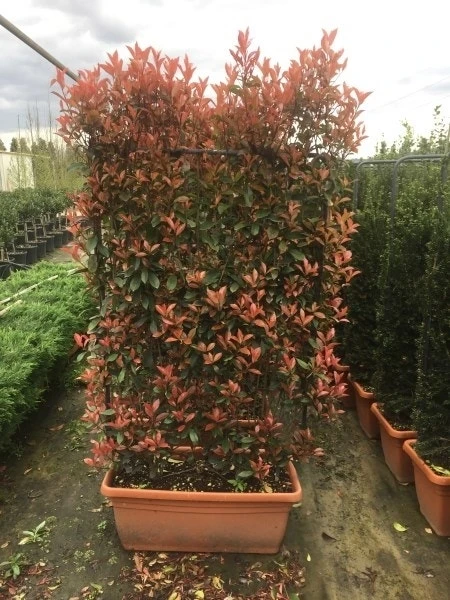 Glansmispel Meeneemhaag (Photinia Fraseri 'Red Robin') 3 Glansmispel Meeneemhaag (Photinia Fraseri 'Red Robin')