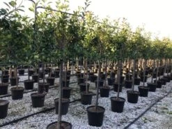 Glansmispel Halfstam Als Leiboom (Photinia Fraseri 'Red Robin') 9 Glansmispel Halfstam Als Leiboom (Photinia Fraseri 'Red Robin') -Groene Pracht photinia red robin 130cm stem leivorm