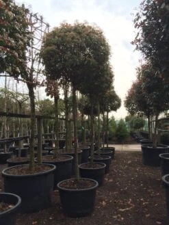 Glansmispel Als Boom (Photinia Fraseri 'Red Robin') -Groene Pracht photinia red robin 2025