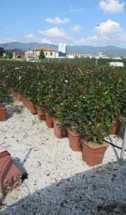 Glansmispel Als Leivorm (Photinia Fraseri 'Red Robin') 13 Glansmispel Als Leivorm (Photinia Fraseri 'Red Robin') -Groene Pracht photinia red robin 52x110 leivorm