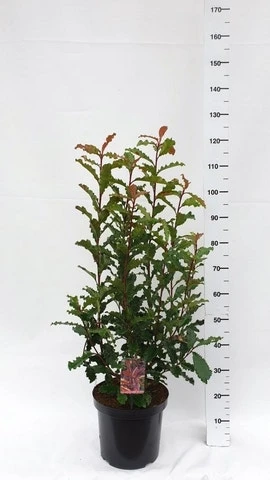 Glansmispel (Photinia Serratifolia ‘Crunchy’) 7 Glansmispel (Photinia Serratifolia ‘Crunchy’) - Afbeelding 5