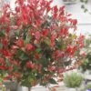Glansmispel Op Stam (Photinia Fraseri 'Little Red Robin')