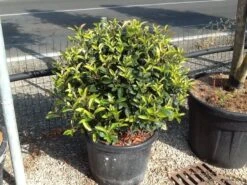 Glansmispel Als Bolvorm (Photinia Fraseri 'Carré Rouge') -Groene Pracht photiniacarrerougebal02