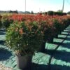 Glansmispel Als Bolvorm (Photinia Fraseri 'Carré Rouge') 1 Glansmispel Als Bolvorm (Photinia Fraseri 'Carré Rouge') -Groene Pracht photiniacarrerougebal03