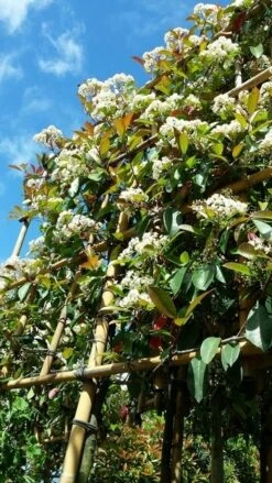 Glansmispel Als Leiboom (Photinia Fraseri 'Red Robin') -Groene Pracht photinialeiboom01