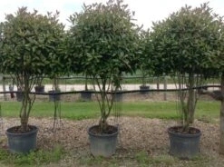 Meerstammige Glansmispel (Photinia Fraseri 'Red Robin') -Groene Pracht photiniaredrobinmeerstammig01