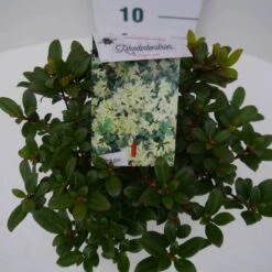 Dwergrhododendron (Rhododendron 'Princess- Anne') -Groene Pracht pincess ann c2 boven