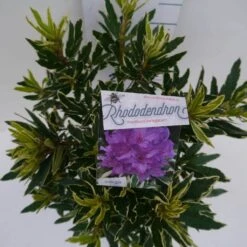 Bosrhododendron (Rhododendron Ponticum 'Variegatum') -Groene Pracht pont variegatum c5 boven