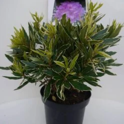 Bosrhododendron (Rhododendron Ponticum 'Variegatum') -Groene Pracht pont variegatum c5 voor