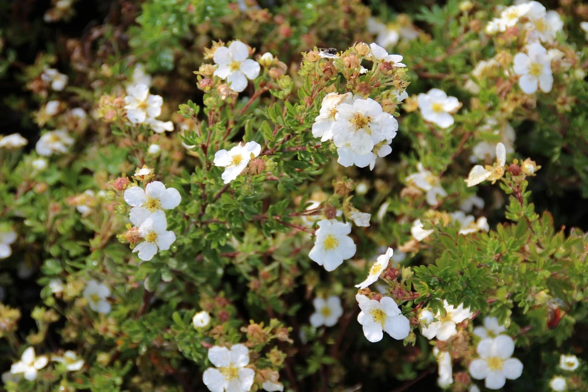 Bloeiende Haag, Laag 3 Bloeiende Haag, Laag