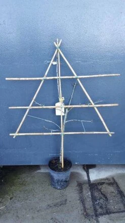 Lei-Pruim (Prunus Domestica 'Bleu De Belgique') 5 Lei-Pruim (Prunus Domestica 'Bleu De Belgique') -Groene Pracht pruim lei 1 3