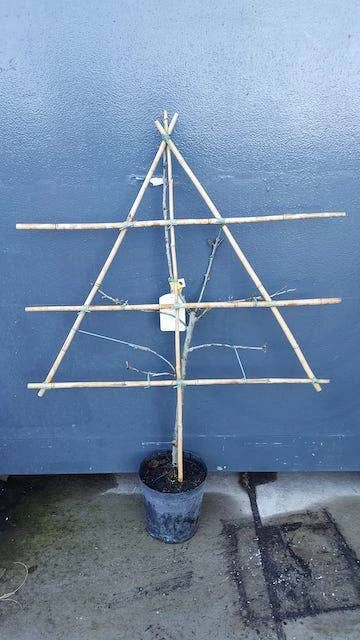 Lei-Pruim (Prunus Domestica 'Bleu De Belgique') 4 Lei-Pruim (Prunus Domestica 'Bleu De Belgique') - Afbeelding 2