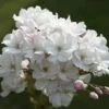 Japanse Sierkers Als Struik (Prunus Serrulata 'Amanogawa') 1 Japanse Sierkers Als Struik (Prunus Serrulata 'Amanogawa') -Groene Pracht prunus amanogawa zuilsierkersv01