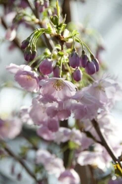Japanse Sierkers (Prunus 'Accolade') -Groene Pracht prunus accolade02 1