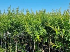 Abrikoos Als Halfstam (Prunus Armeniaca 'Antonio Errani') 8 Abrikoos Als Halfstam (Prunus Armeniaca 'Antonio Errani') -Groene Pracht prunus armeniaca antonio errani 3 1