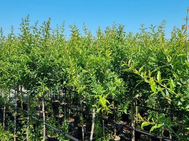 Abrikoos Als Halfstam (Prunus Armeniaca 'Antonio Errani') 5 Abrikoos Als Halfstam (Prunus Armeniaca 'Antonio Errani') - Afbeelding 3