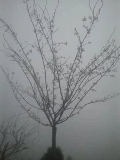 Japanse Sierkers (Prunus Subhirtella 'Autumnalis') 9 Japanse Sierkers (Prunus Subhirtella 'Autumnalis') -Groene Pracht prunus autumnalis