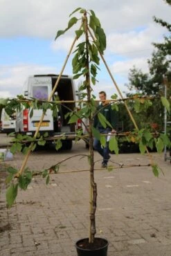 Lei-kers (Prunus Avium 'Hedelfinger Riesenkirsche') 7 Lei-kers (Prunus Avium 'Hedelfinger Riesenkirsche') -Groene Pracht prunus avium hedelfinger riesenkirschen 2